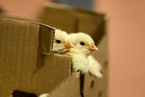 Cómo respira el embrión? - El Sitio Avicola