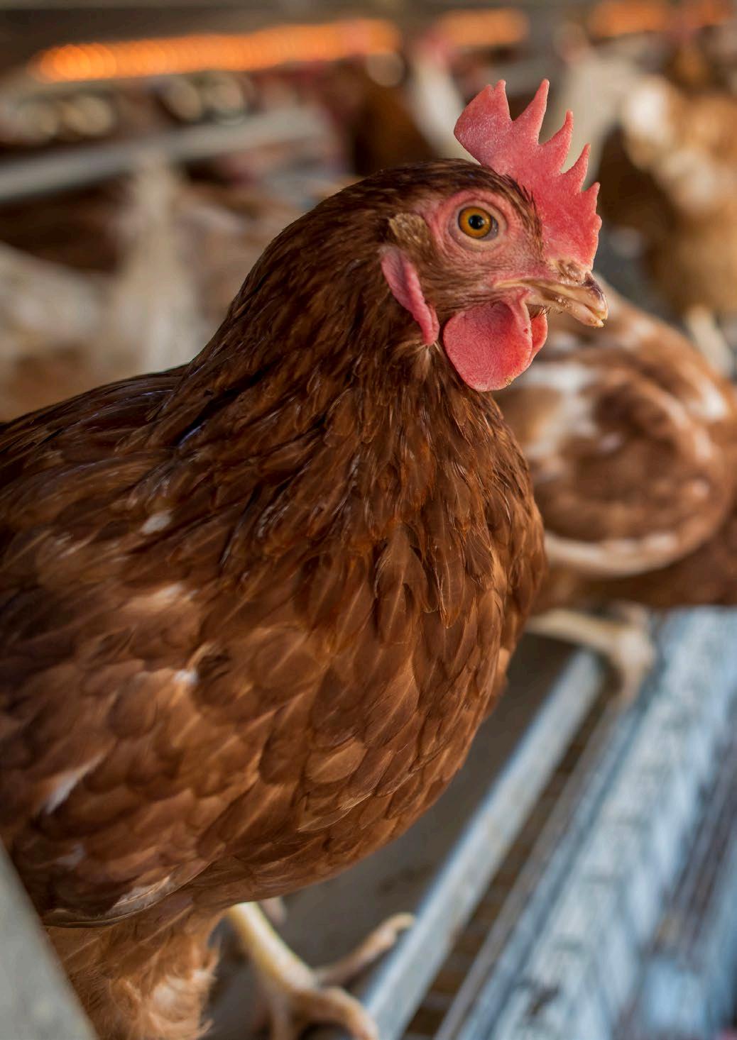 Selecciones Avícolas nº770 by agriNews - Issuu