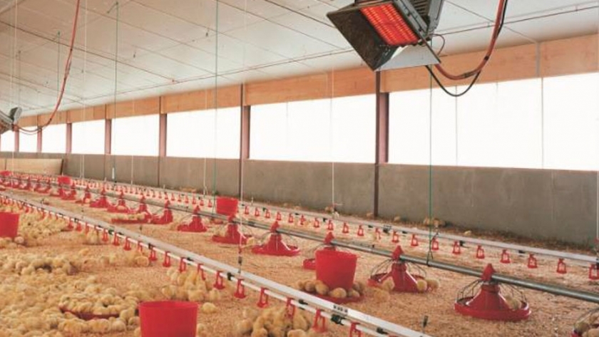 Instalaciones para pollos de engorde | Agroempresario.com