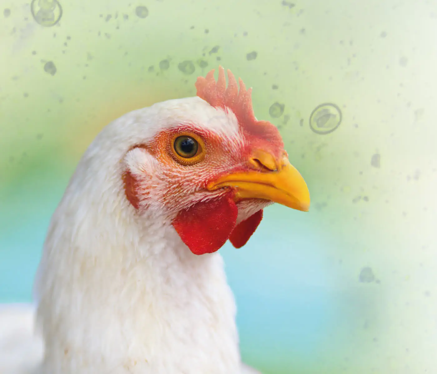 Suplementación de Regano líquido y en seco en pollos de engorde