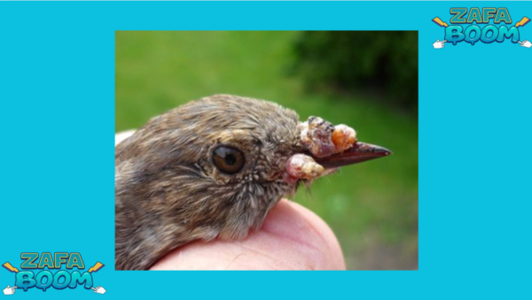 Captura de pantalla 2026 01 19 140316