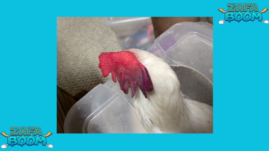 El color de la cresta: Qué nos dice sobre la salud de la gallina (Pálida, Morada o Seca) 5 Captura de pantalla 2026 01 19 140356