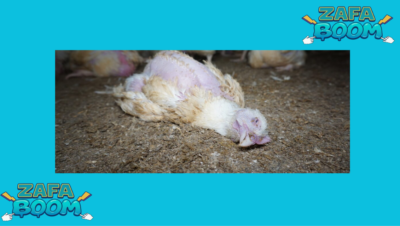 Captura de pantalla 2026 01 19 140454