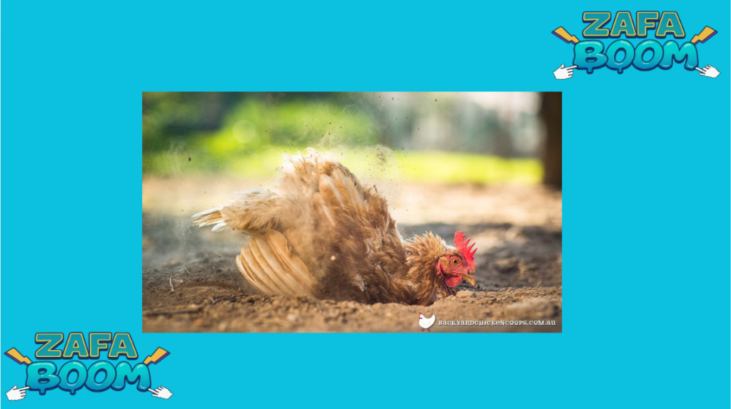 ¿Por qué las gallinas se bañan en tierra? La razón higiénica detrás de este comportamiento 5 Captura de pantalla 2026 01 19 142131