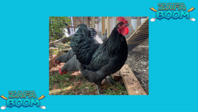 Captura de pantalla 2026 01 19 143023