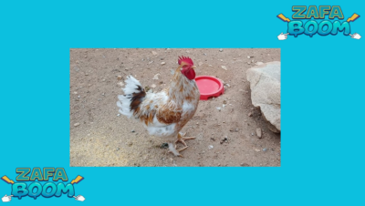 Captura de pantalla 2026 01 19 143232