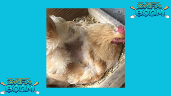 Captura de pantalla 2026 01 19 172904