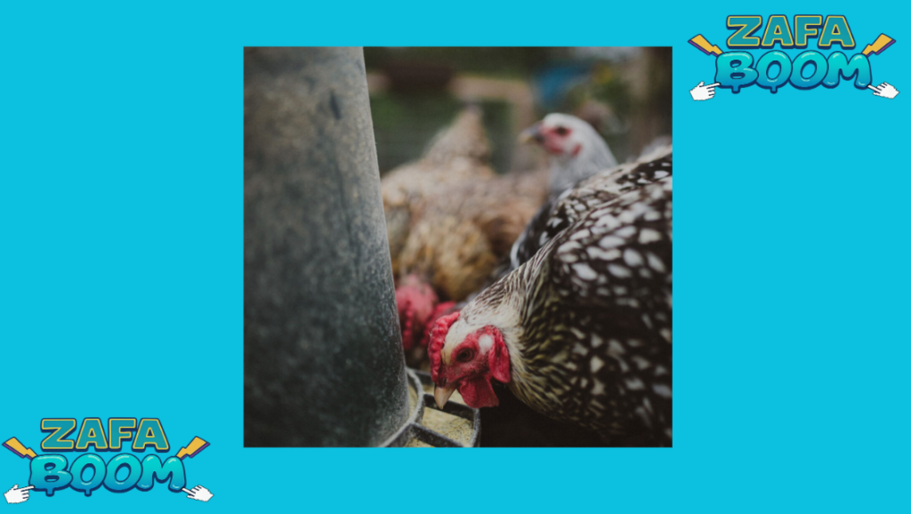 Cambio de gallo en el corral: ¿Cuántos días esperar para que la raza salga limpia? | Guía esencial 6 Captura de pantalla 2026 01 19 173246