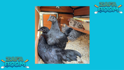 Captura de pantalla 2026 01 19 173336