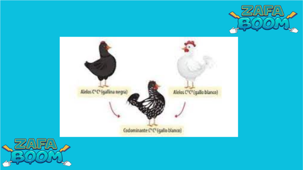 Genética avícola para principiantes: Dominante vs. Recesivo explicado fácil 5 Captura de pantalla 2026 01 19 174411
