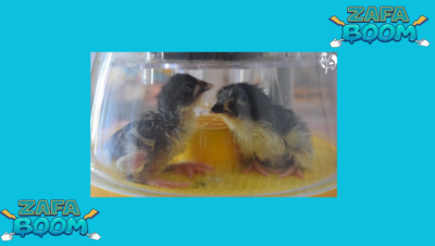 Captura de pantalla 2026 01 19 180120