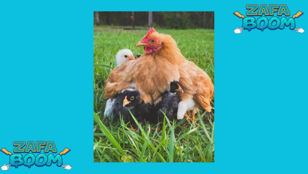 Captura de pantalla 2026 01 19 182804