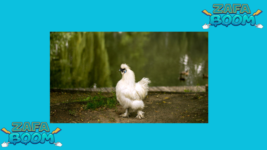 Gallinas Enanas (Bantam): La opción perfecta para jardines pequeños y niños 5 Captura de pantalla 2026 01 19 183241