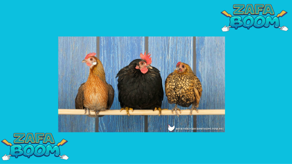 ¿Cómo duermen las gallinas? El mecanismo de bloqueo en sus patas para no caerse 5 Captura de pantalla 2026 01 19 185035