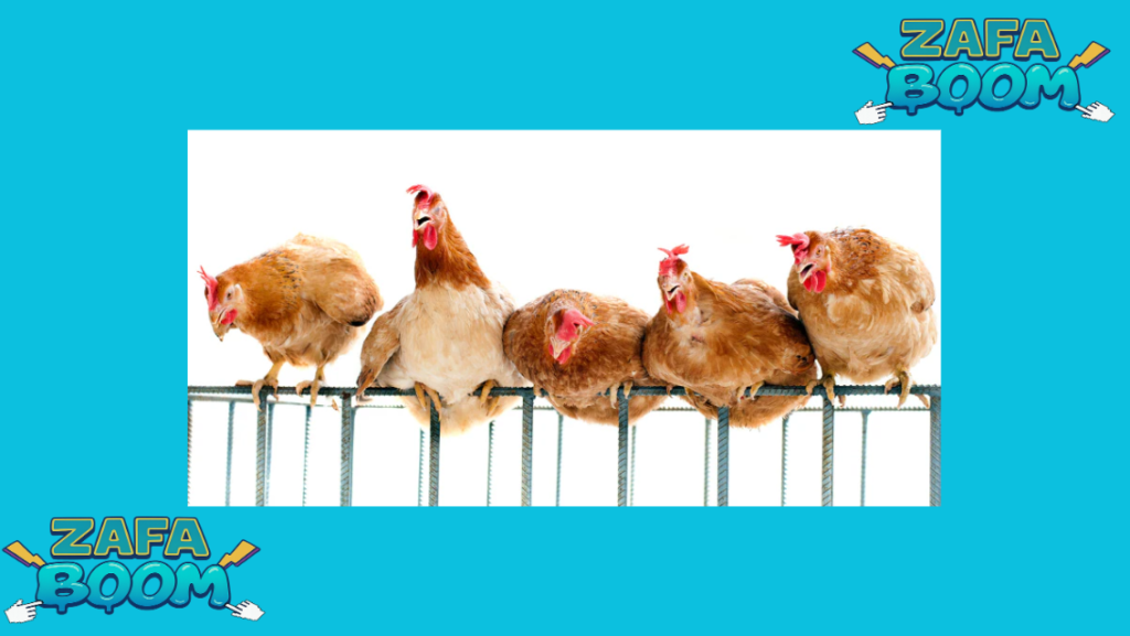 El Orden de Picoteo: Cómo funciona la estricta jerarquía social del gallinero 5 Captura de pantalla 2026 01 19 185346