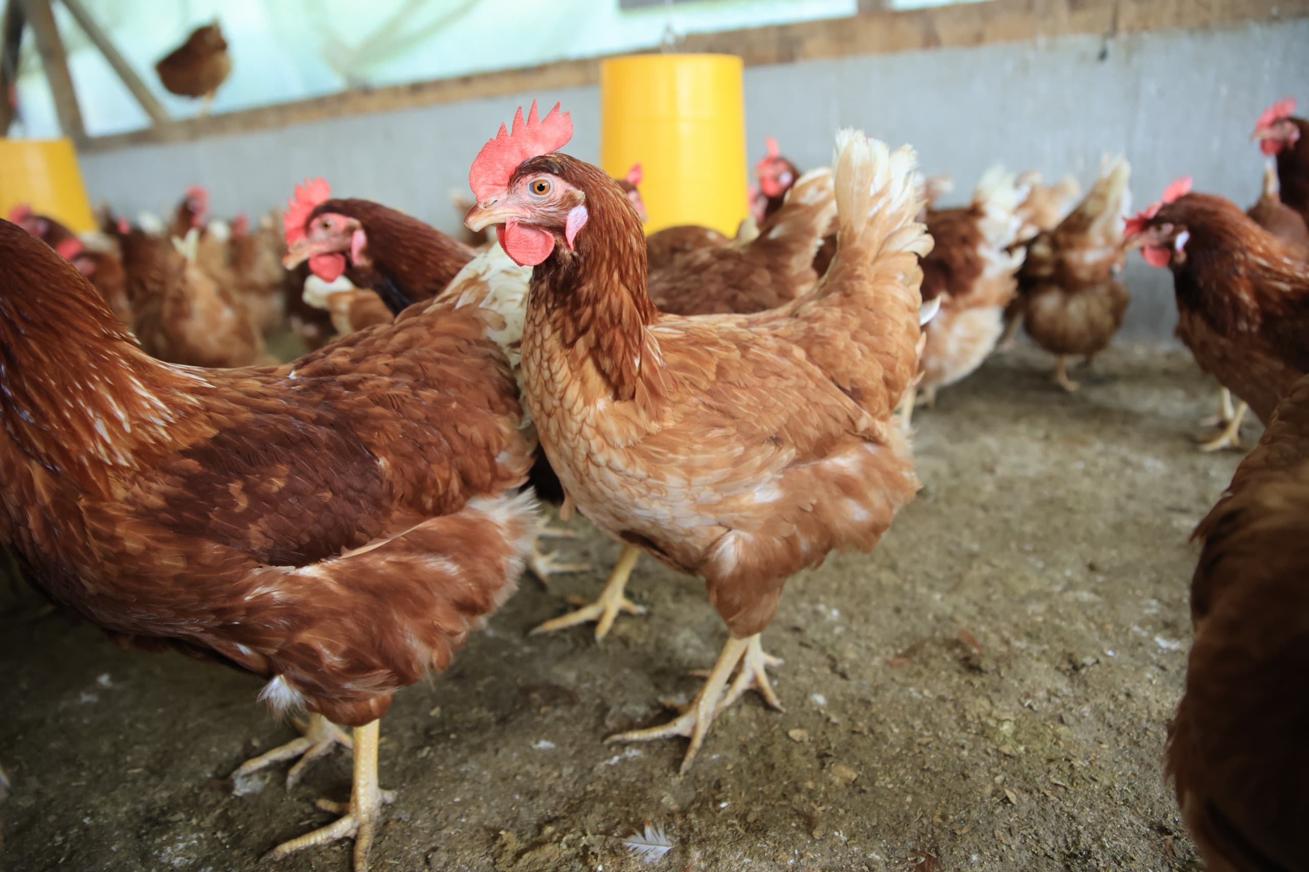 Gallinas Ponedoras - Ministerio de Agricultura Ganadería y Alimentación
