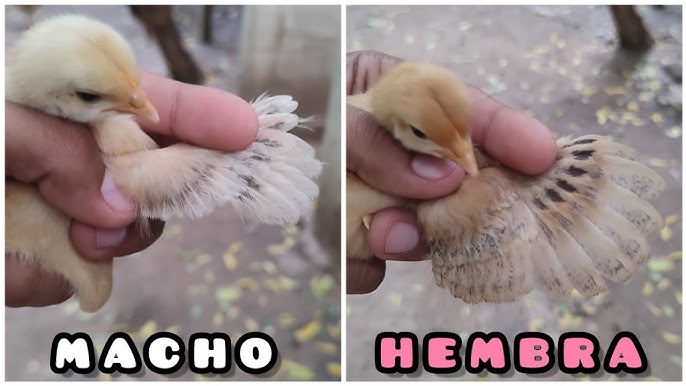 Sexado de pollitos: técnicas clave en la avicultura moderna