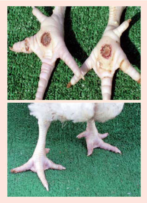 Pododermatitis plantar - Enfermedades de las aves - El Sitio Avicola