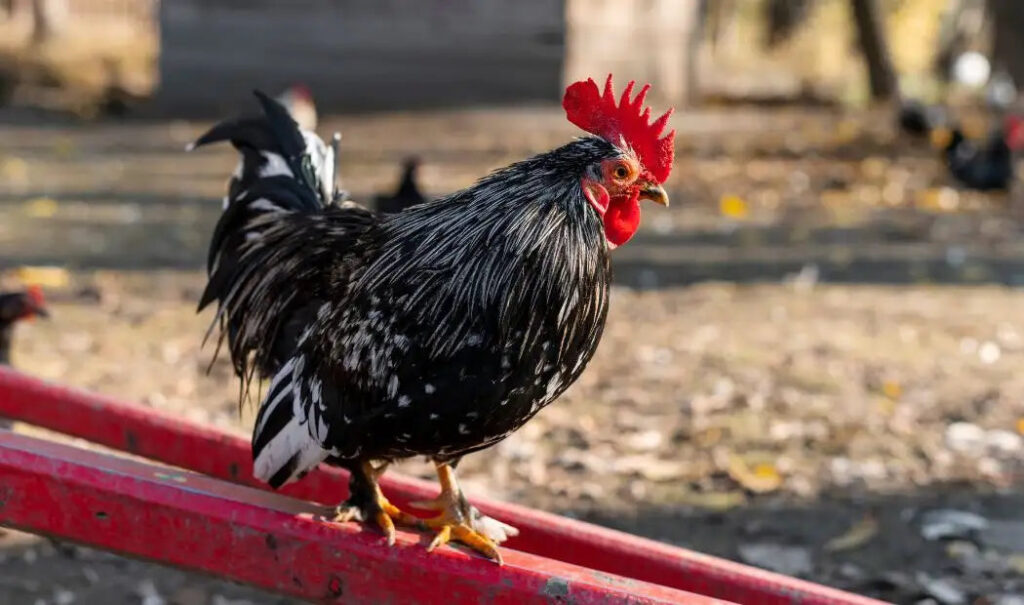 ¿A qué edad empieza a pisar un gallo y cuándo deja de ser fértil?