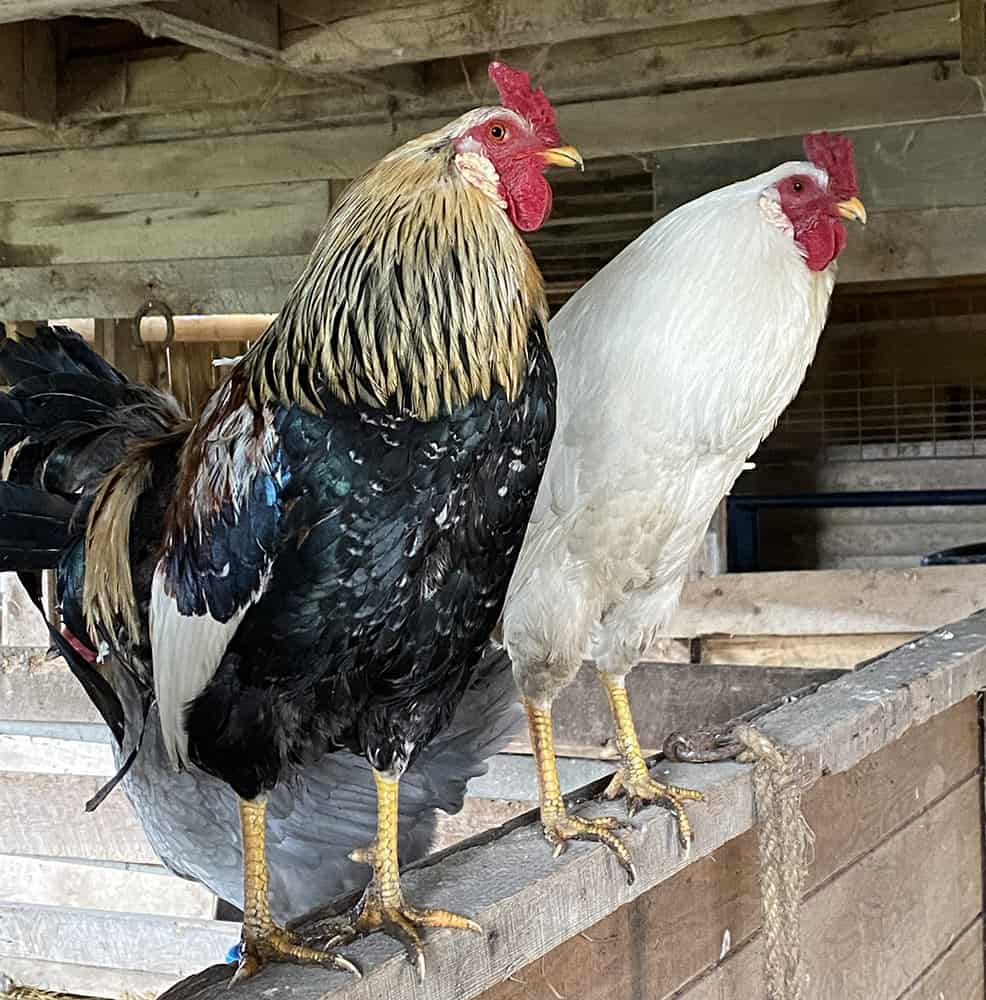 ¿A qué edad empieza a pisar un gallo y cuándo deja de ser fértil?