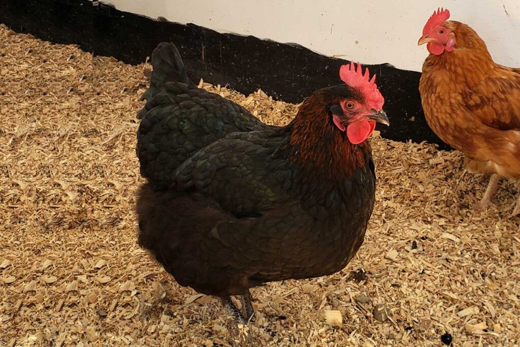 ¿A qué edad empieza a pisar un gallo y cuándo deja de ser fértil?