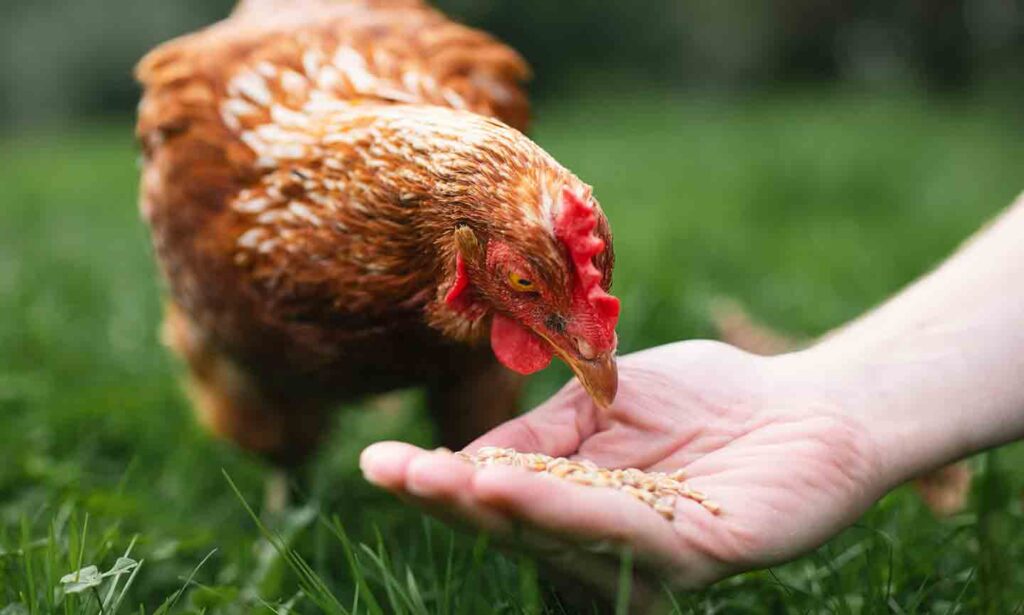 Alimentación para gallinas viejas: Qué darles cuando dejen de poner para mantenerlas sanas y saludables