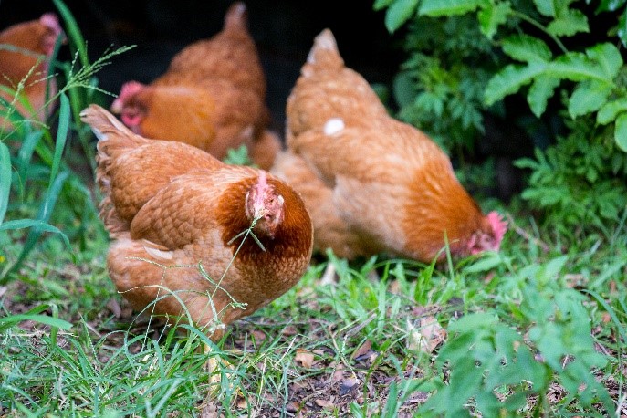 Alimentación para gallinas viejas: Qué darles cuando dejen de poner para mantenerlas sanas y saludables