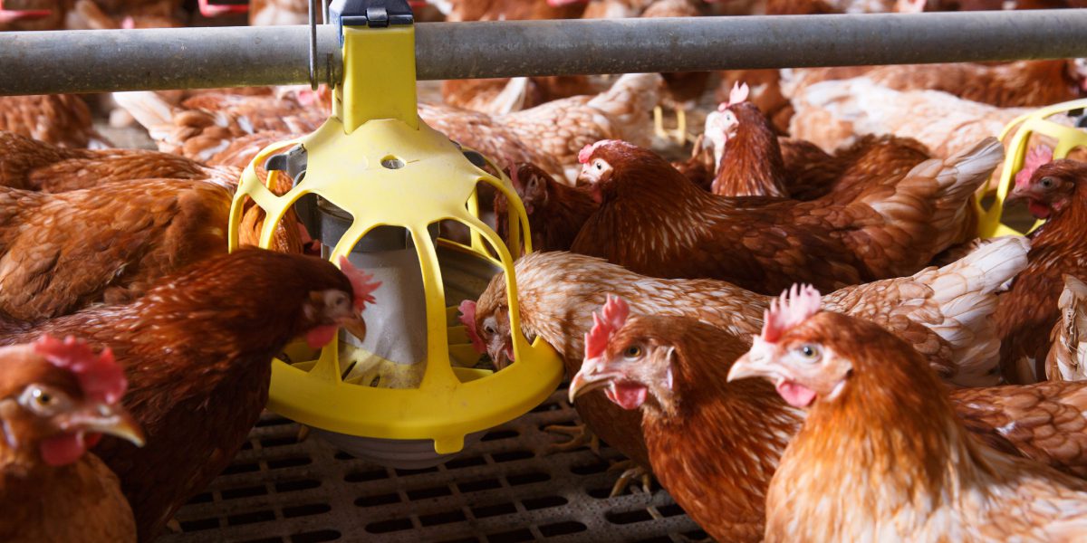 Sepa cuáles son los mejores consejos para alimentar a las gallinas ponedoras - Certified Humane Latino | Bienestar animal