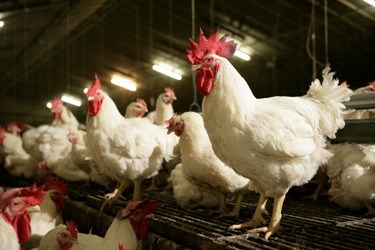 Alimentación para criadores: Qué darle al gallo para mejorar la calidad de su esperma