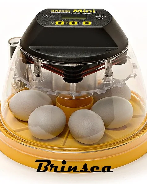 Almacenamiento de huevos fértiles: cómo almacenarlos y darles la vuelta antes de ponerlos en la máquina