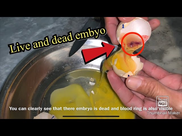 Autopsia de óvulos (Embriodiagnóstico): Cómo saber por qué murieron los pollitos no nacidos