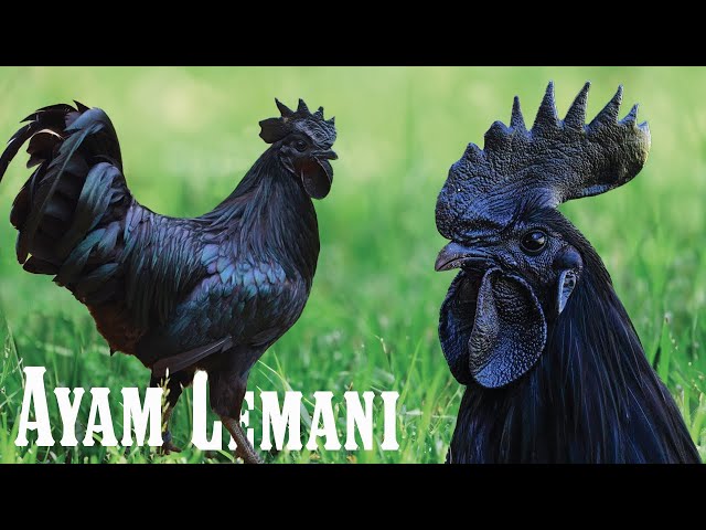 Ayam Cemani: El pollo gótico 100% negro (carne, huesos y lengua) más caro del mundo