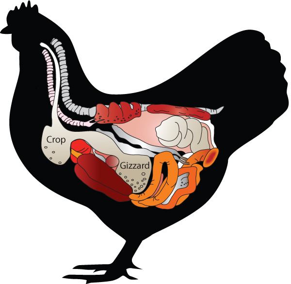 Buche obstruido o buche agrio: Cómo vaciarlo con masajes y remedios caseros