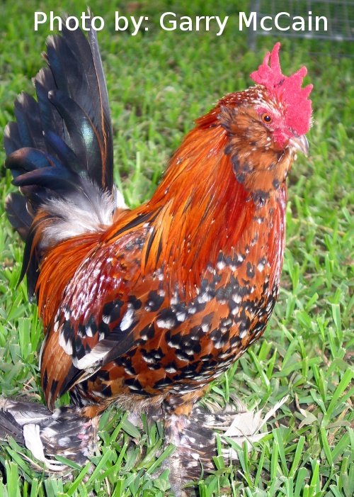 Cambio de gallo en el corral: ¿Cuántos días esperar para que la raza salga limpia? | Guía esencial 9 Cambio de gallo en corral: ¿Cuántos días hay que esperar para que la raza salga limpia?