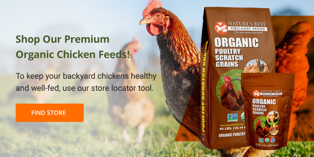 Cantidad diaria de alimento: ¿Cuántos gramos exactos debe comer una gallina para una puesta óptima?