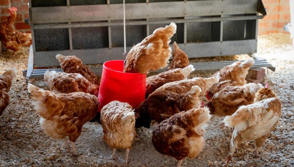 Cantidad diaria de alimento: ¿Cuántos gramos exactos debe comer una gallina para una puesta óptima?