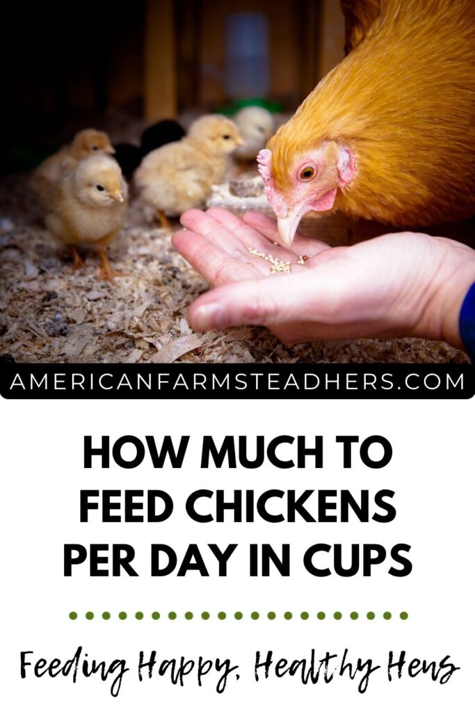 Cantidad diaria de alimento: ¿Cuántos gramos exactos debe comer una gallina para una puesta óptima?