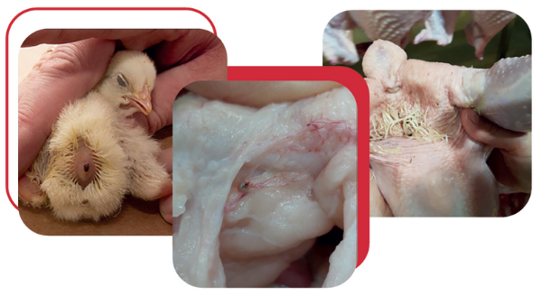 Impacto da qualidade de ovos férteis e pintos de um dia no percentual de perdas e condenações nas plantas de abate de frangos no Brasil – Parte 2 - aviNews, the global poultry magazine