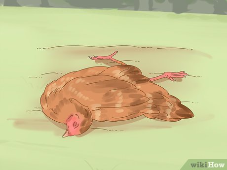 Cómo detectar si una gallina está enferma: 7 señales de alerta temprana 8 Cómo detectar si un pollo está enfermo: 7 señales tempranas de alerta