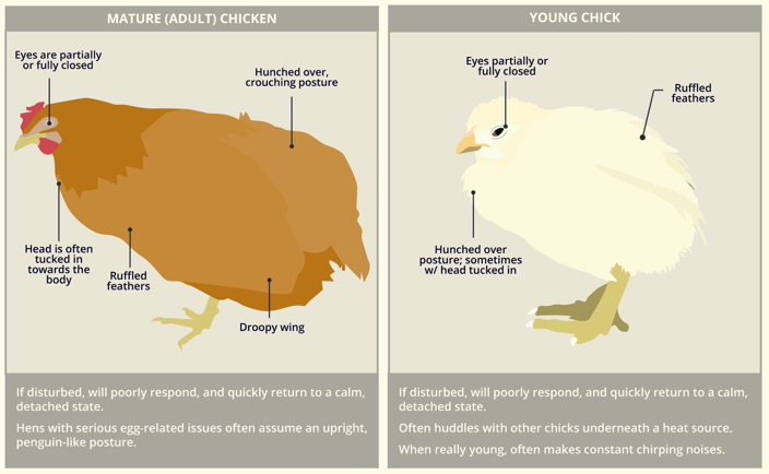 Cómo detectar si una gallina está enferma: 7 señales de alerta temprana 7 Cómo detectar si un pollo está enfermo: 7 señales tempranas de alerta