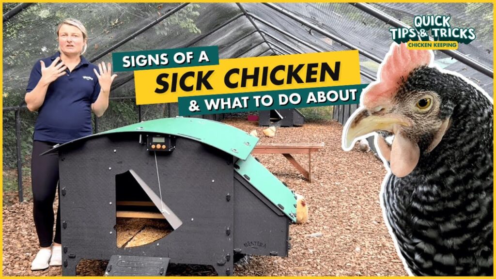 Cómo detectar si una gallina está enferma: 7 señales de alerta temprana 9 Cómo detectar si un pollo está enfermo: 7 señales tempranas de alerta