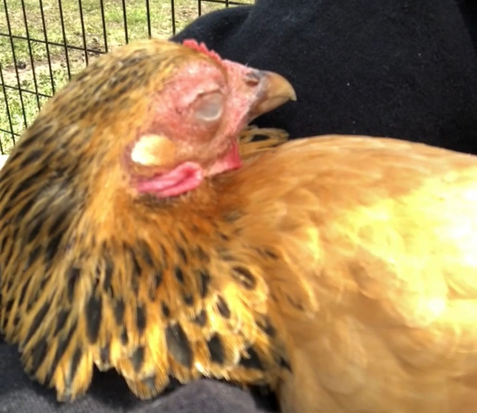 ¿Cómo duermen las gallinas? El mecanismo de bloqueo en sus patas para no caerse 9 ¿Cómo duermen las gallinas?