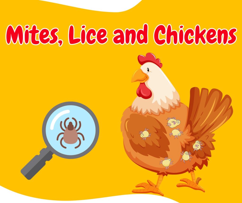 Cómo eliminar los ácaros rojos de las grietas del gallinero: guía definitiva