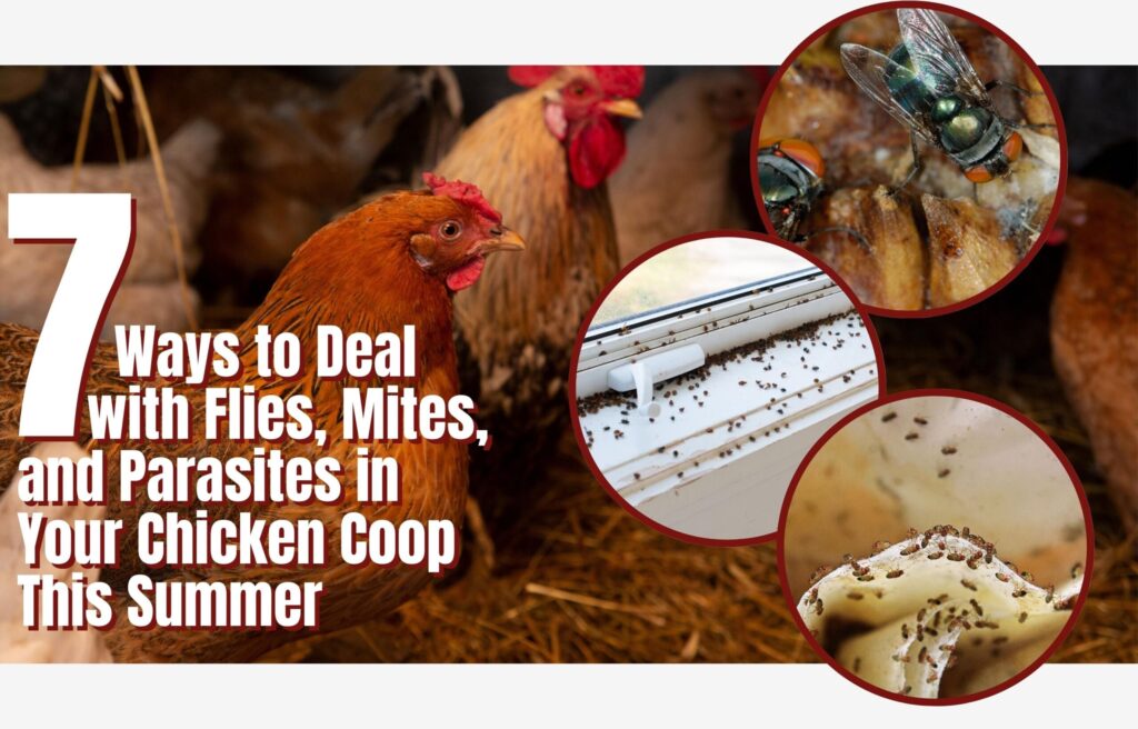 Cómo eliminar los ácaros rojos y los piojos del gallinero de forma eficaz