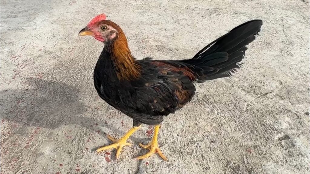 Cómo limpiar defectos genéticos: Eliminando dedos torcidos, picos cruzados y malas crestas 9 Cómo limpiar defectos genéticos: Eliminando dedos torcidos, picos cruzados y malas crestas