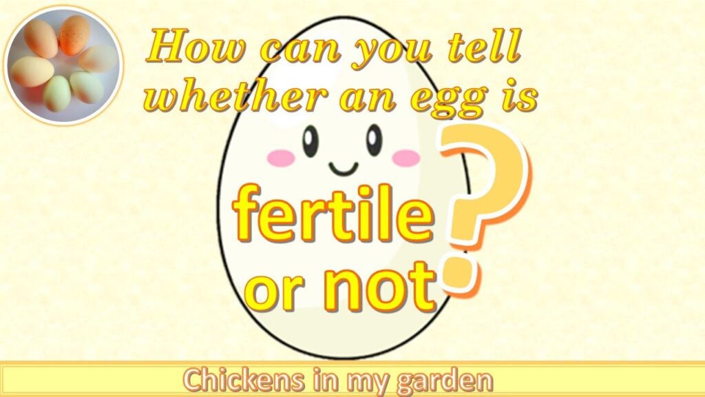 Cómo saber si un óvulo es fértil rompiéndolo: La prueba del blastodermo vs.