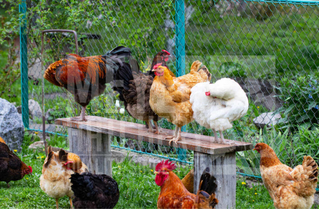 Cómo saber si un óvulo es fértil rompiéndolo: La prueba del blastodermo vs.