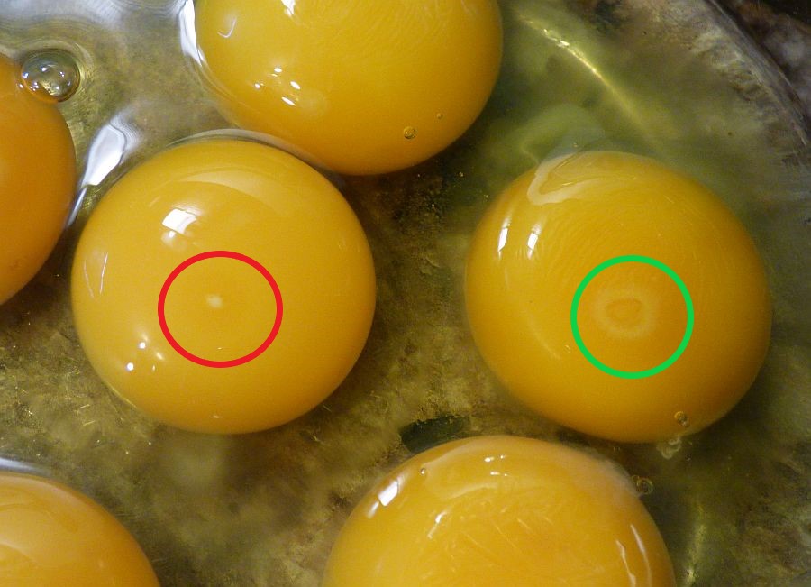 Cómo saber si un óvulo es fértil rompiéndolo: La prueba del blastodermo vs.