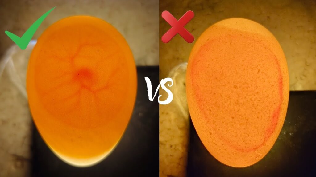 Cómo saber si un óvulo es fértil rompiéndolo: La prueba del blastodermo vs.