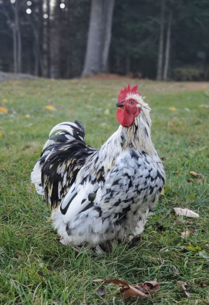 ¿Cuántas gallinas necesita un gallo?